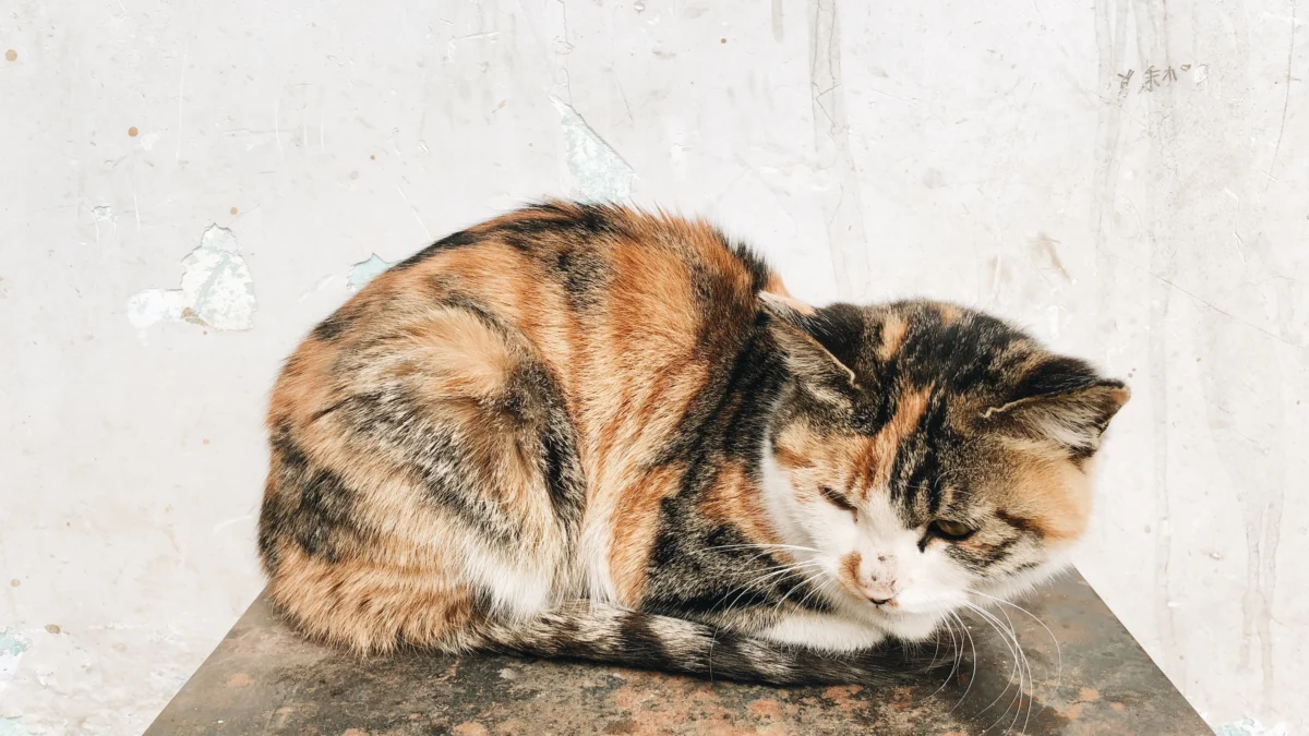 Penyebab dan Cara Mengatasi Kucing Lemas dan Tidak Mau Makan