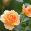 Cara Perbanyak Bunga Mawar Melalui Stek Batang, Simak Langkah-langkahnya