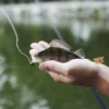 Sangat Sederhana, Cara Membuat Umpan Ikan