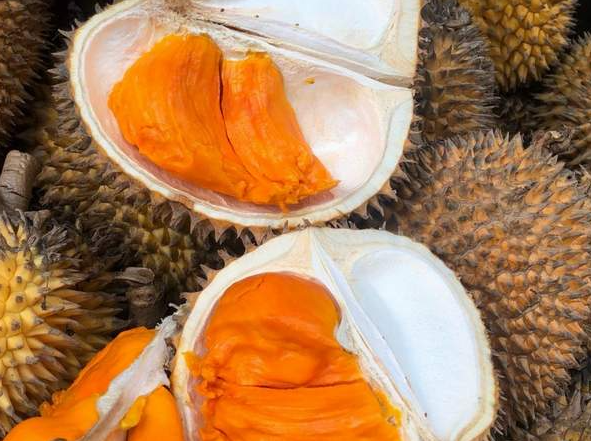 Kebun Durian Bunihayu Subang, Surganya Durian, Dijamin Anda Puas!
