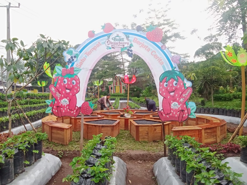 Kebun Strawberry Lembang, Bukit Strawberry Lembang, Bandung