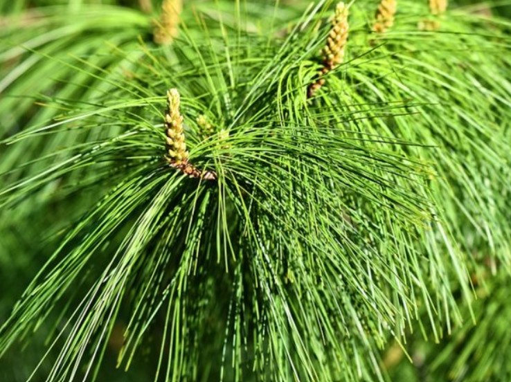 Manfaat Daun Pinus Untuk Kesehatan dan Cara Mengolahnya