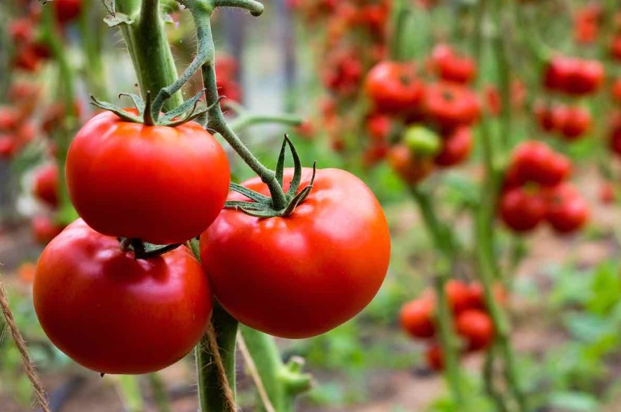 6 Manfaat Buah Tomat Untuk Ibu Hamil