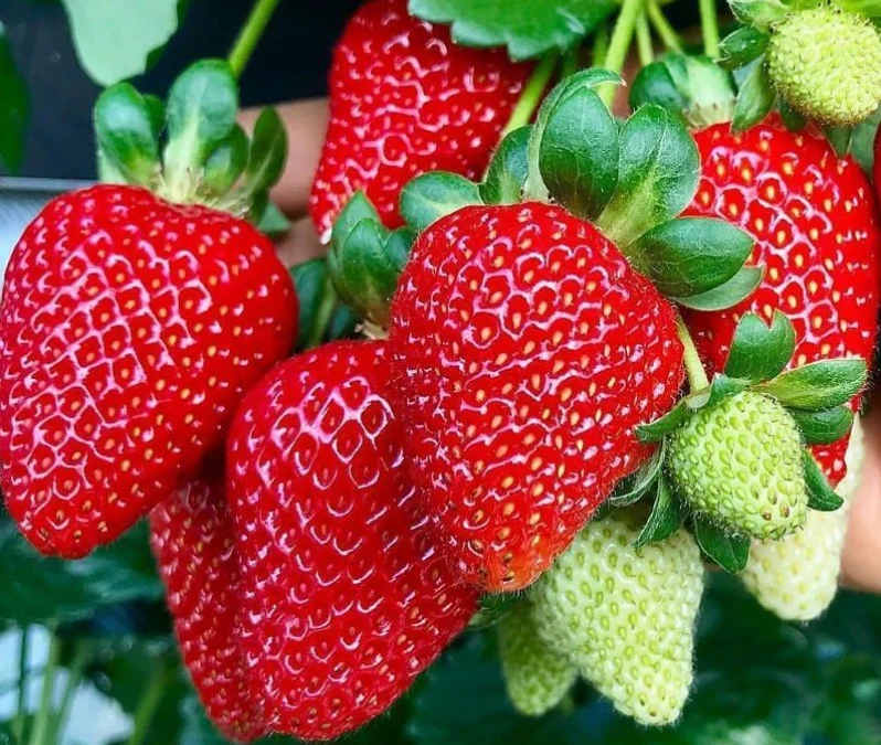 Manfaat Buah Strawberry Untuk Ibu Hamil
