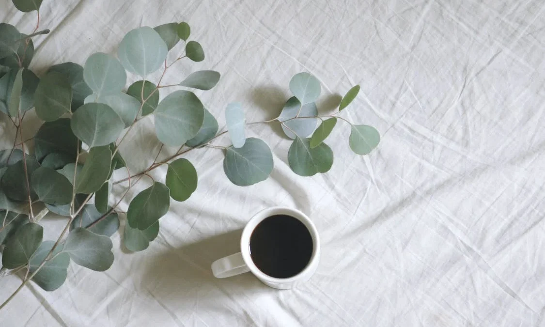4 Manfaat Eucalyptus untuk Kesehatan, Kaya Antioksidan