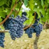 Manfaat Buah Anggur Hitam Untuk Kesehatan