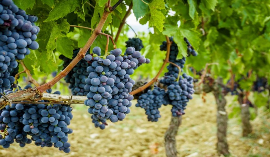 Manfaat Buah Anggur Hitam Untuk Kesehatan