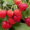 10 Manfaat Buah Strawberry Untuk Ibu Hamil