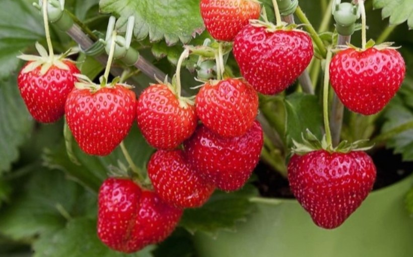 10 Manfaat Buah Strawberry Untuk Ibu Hamil