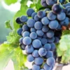 15 Manfaat Buah Anggur Hitam yang Baik Untuk Kesehatan