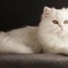 Cara merawat kucing persia