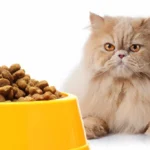 Rekomendasi Makanan Kucing Terbaik Buat Meong Kamu di Rumah!