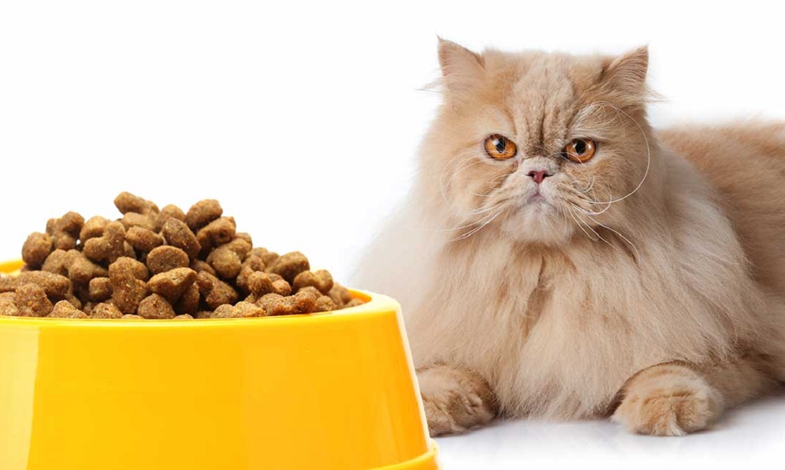 Rekomendasi Makanan Kucing Terbaik Buat Meong Kamu di Rumah!