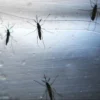 Kemenkes RI Ungkap Alasan Sebar Nyamuk Walbachia di 5 Kota