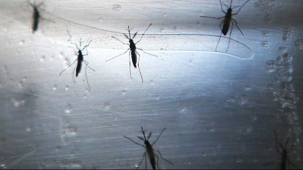 Kemenkes RI Ungkap Alasan Sebar Nyamuk Walbachia di 5 Kota