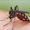 Komisi IX DPR RI dalam Mengakselerasi Eliminasi Malaria Menuju Indonesia Bebas Malaria 2030