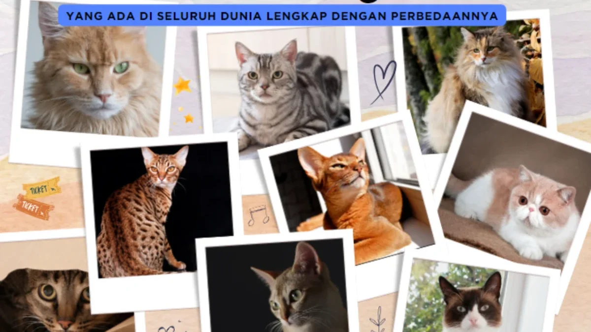 Kenali Ras Kucing yang Ada di Seluruh Dunia Lengkap dengan Perbedaannya