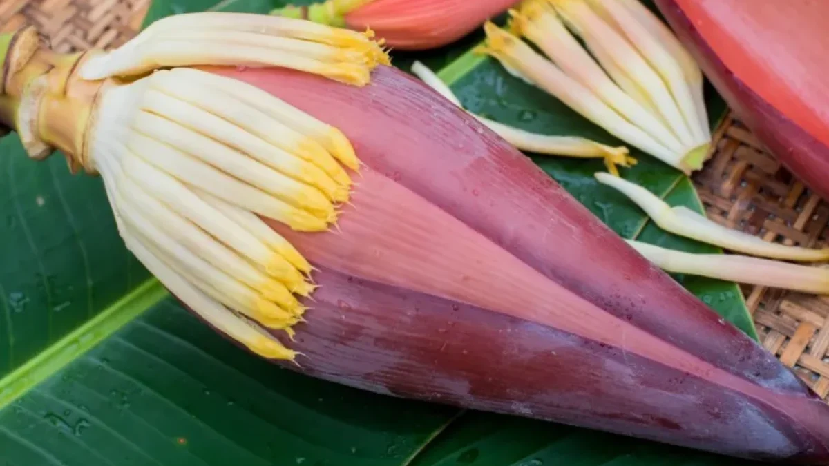 Resep Masakan Jantung Pisang yang Enak