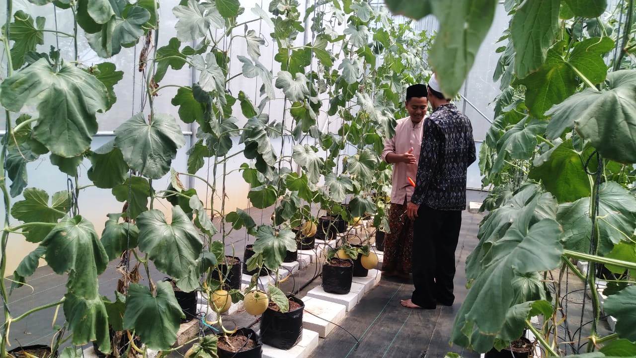 PANEN MELON: Pimpinan Pondok Pesantren Hidayatul Mubtadi'in, Ustaz Agus Aliyudin saat memanen melon hasil budidaya para santri. ADAM SUMARTO/PASUNDAN EKSPRES 