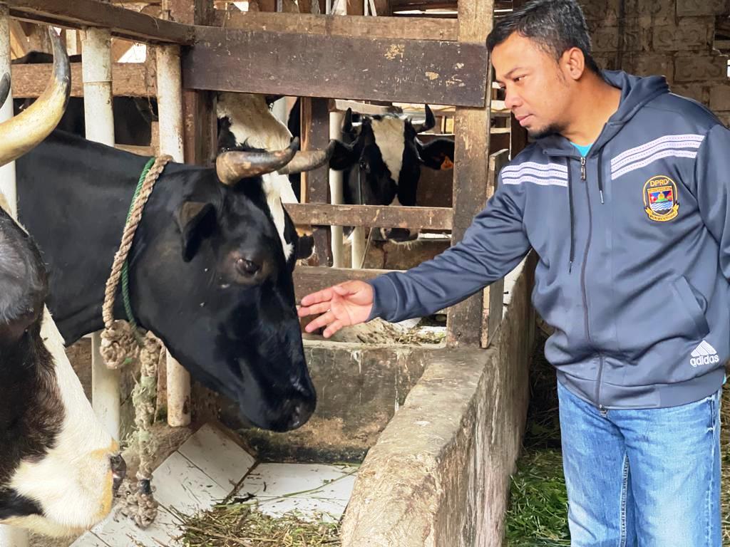 MENINJAU: Anggota Komiisi II DPRD KBB Yana Rodiana meninjau hewan ternak sapi perah. Sebanyak 21.000 ekor sapi perah di Lembang Bandung Barat rawan terpapar Penyakit Kuku dan Mulut (PMK). EKO SETIONO/PASUNDAN EKSPRES