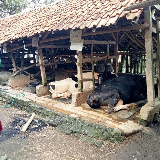 WABAH PMK: Seorang peternak sapi perah di Lembang, menunjukan gejala penyakit mulut dan kuku yang menyerang hewan ternaknya. EKO SETIONO/PASUNDAN EKSPRES