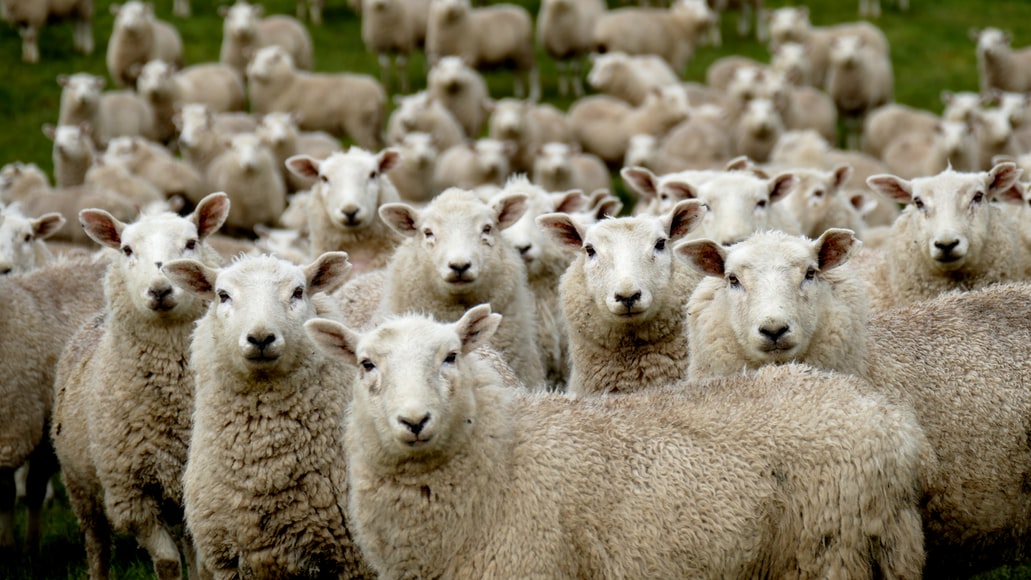 Idul Adha, Kawasan Industri Karawang Internasional Industrial City Salurkan 100 Ekor Domba (ilustrasi domba)