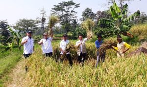 PANEN: Kepala Dinas Pangan dan Pertanian Kabupaten Purwakarta Sri Jaya Midan saat panen padi. Diprediksi hasil panen raya mengjasilkan 80.547 ton padi. MALDIANSAH/PASUNDAN EKSPRES